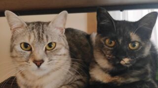 領収書・明細書 (2023年 5月上旬~7月上旬) - 保護猫シェルター 領収書・明細書 (2023年 5月上旬~7月上旬) - 保護猫シェルター