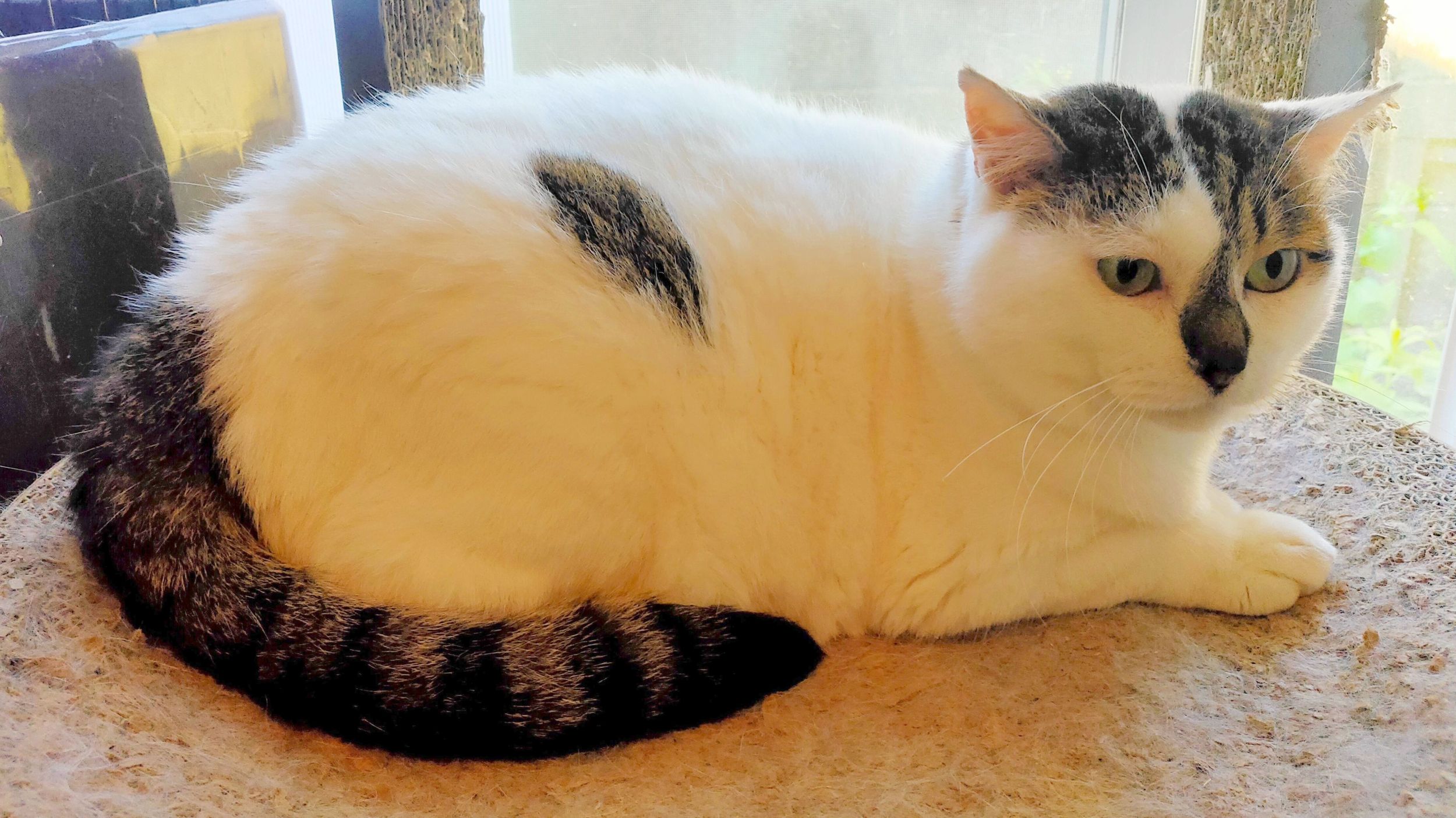 ΦωΦ)双子のにゃんにゃん♥猫♥里親様募集♥ズタボロにゃん猫｜ぬいぐるみ