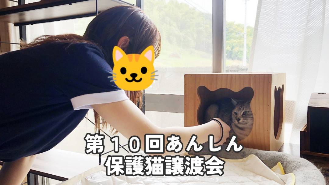 第10回あんしん保護猫譲渡会🐈マーちゃんのトライアルが決定！