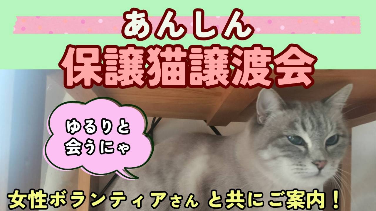 3/20(水・祝)13:00~15:00 第３回「あんしん保護猫譲渡会」を開催します！