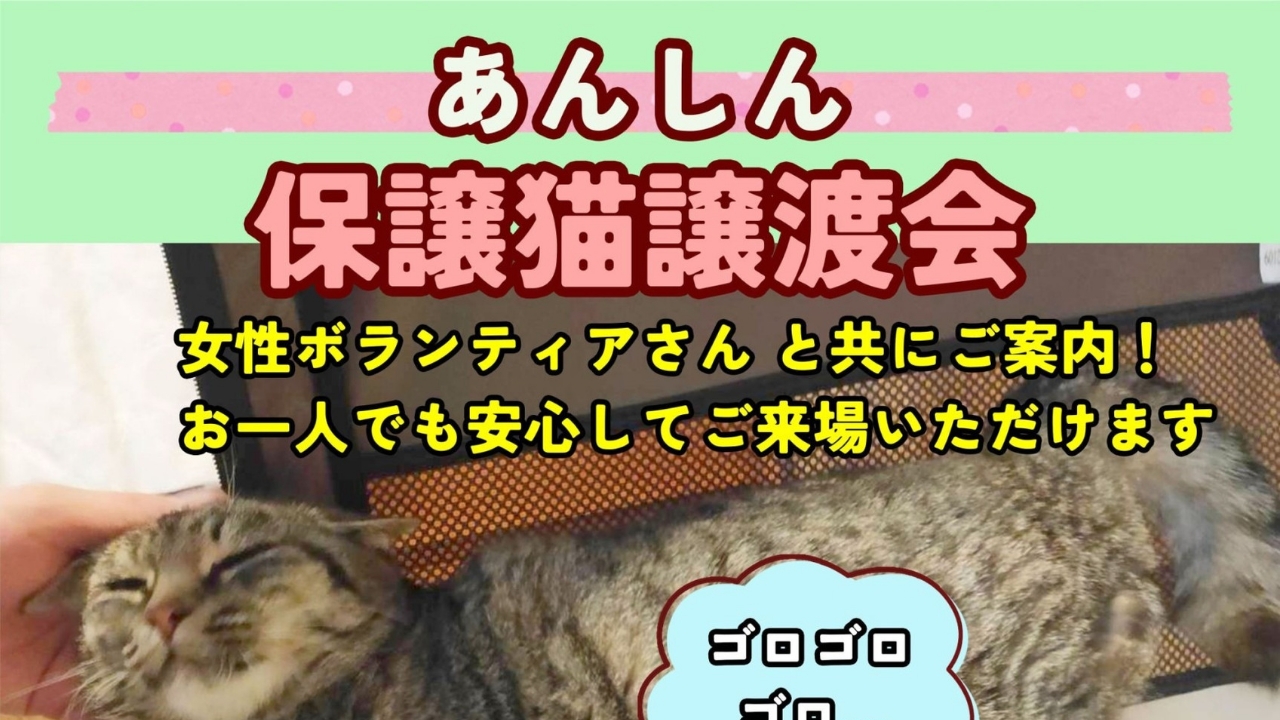 3/31(日)13:00~15:00 第４回「あんしん保護猫譲渡会」を開催します！