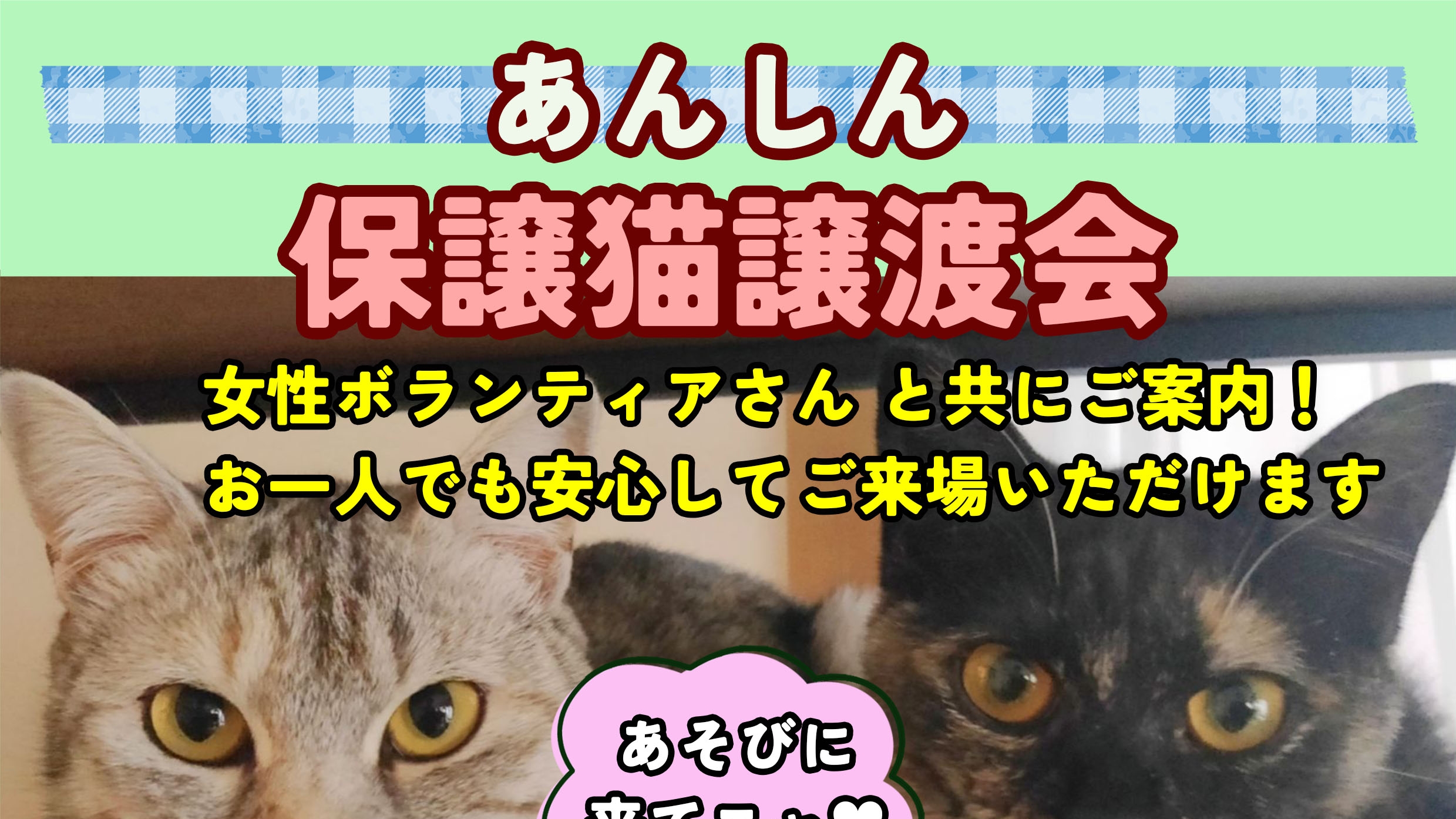 4/14(日)13:00〜15:00第６回「あんしん保護猫譲渡会」を開催します！