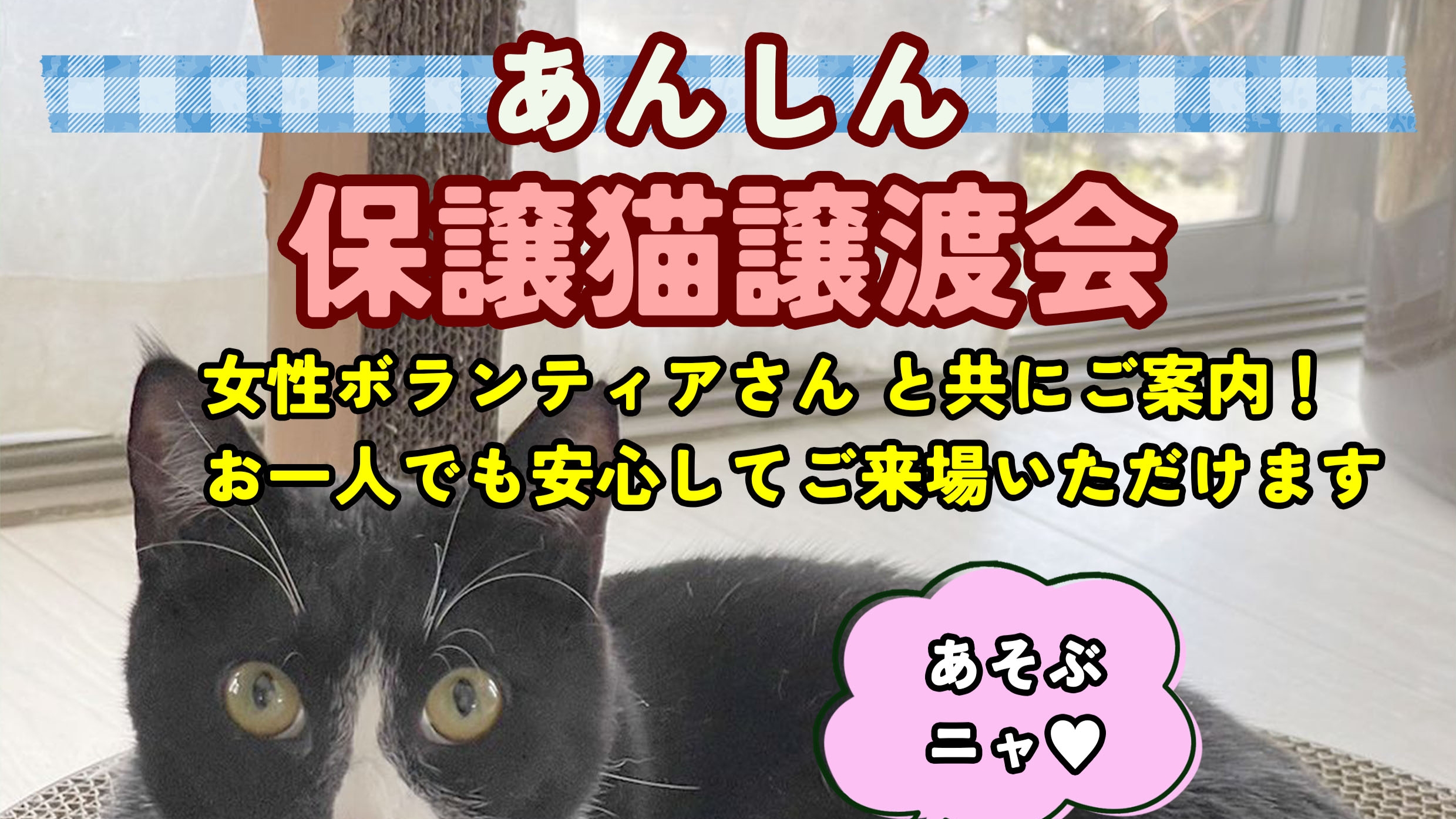 4/28(日)13:00〜15:00第７回「あんしん保護猫譲渡会」を開催します！