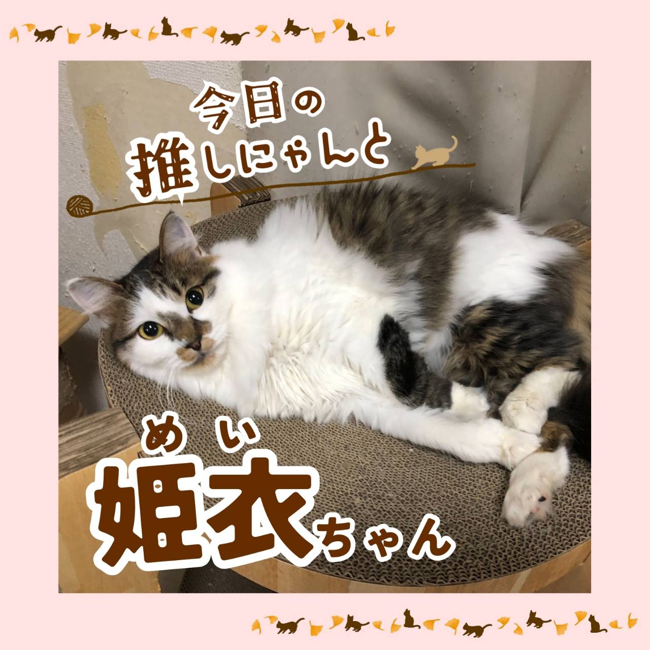ΦωΦ)双子のにゃんにゃん♥猫♥里親様募集♥ズタボロにゃん 猫 （保護猫 