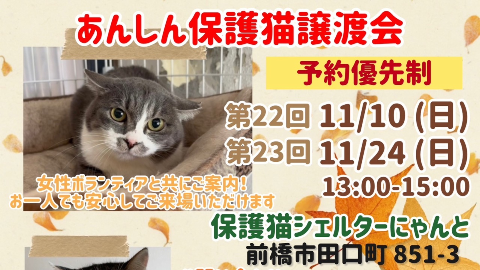 11月「あんしん保護猫譲渡会」の開催日が決定！