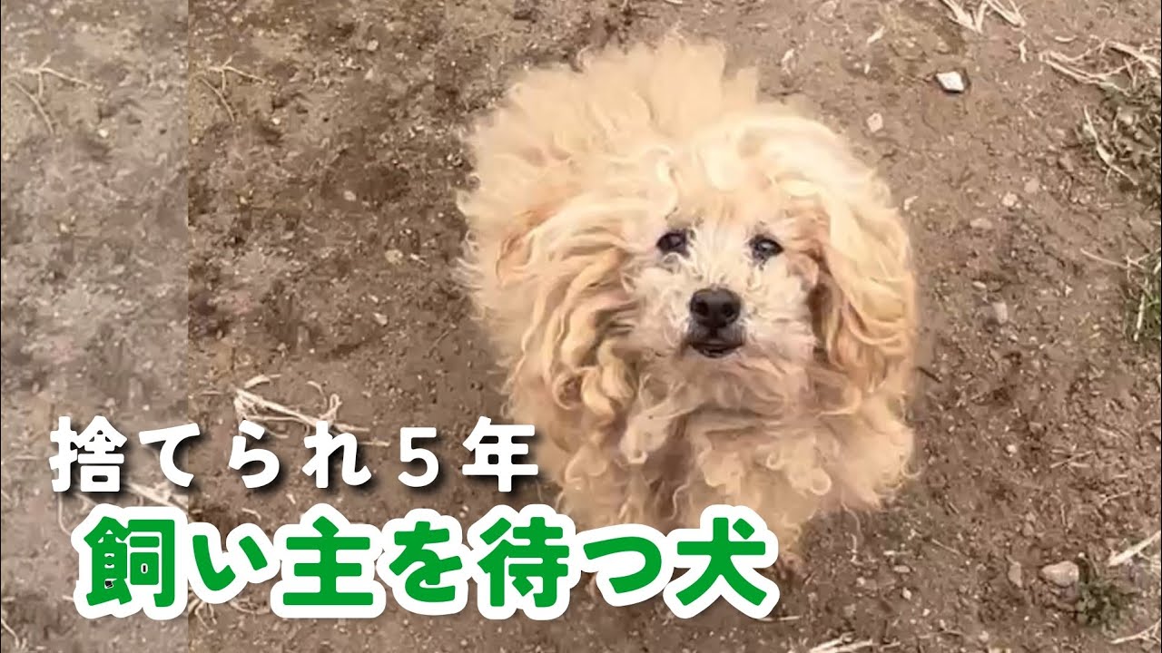 【保護経緯】モモタ①娘に実家に置いてかれ、おじさんも「いらない」改善の見込みなく、やるべきことは一つ。