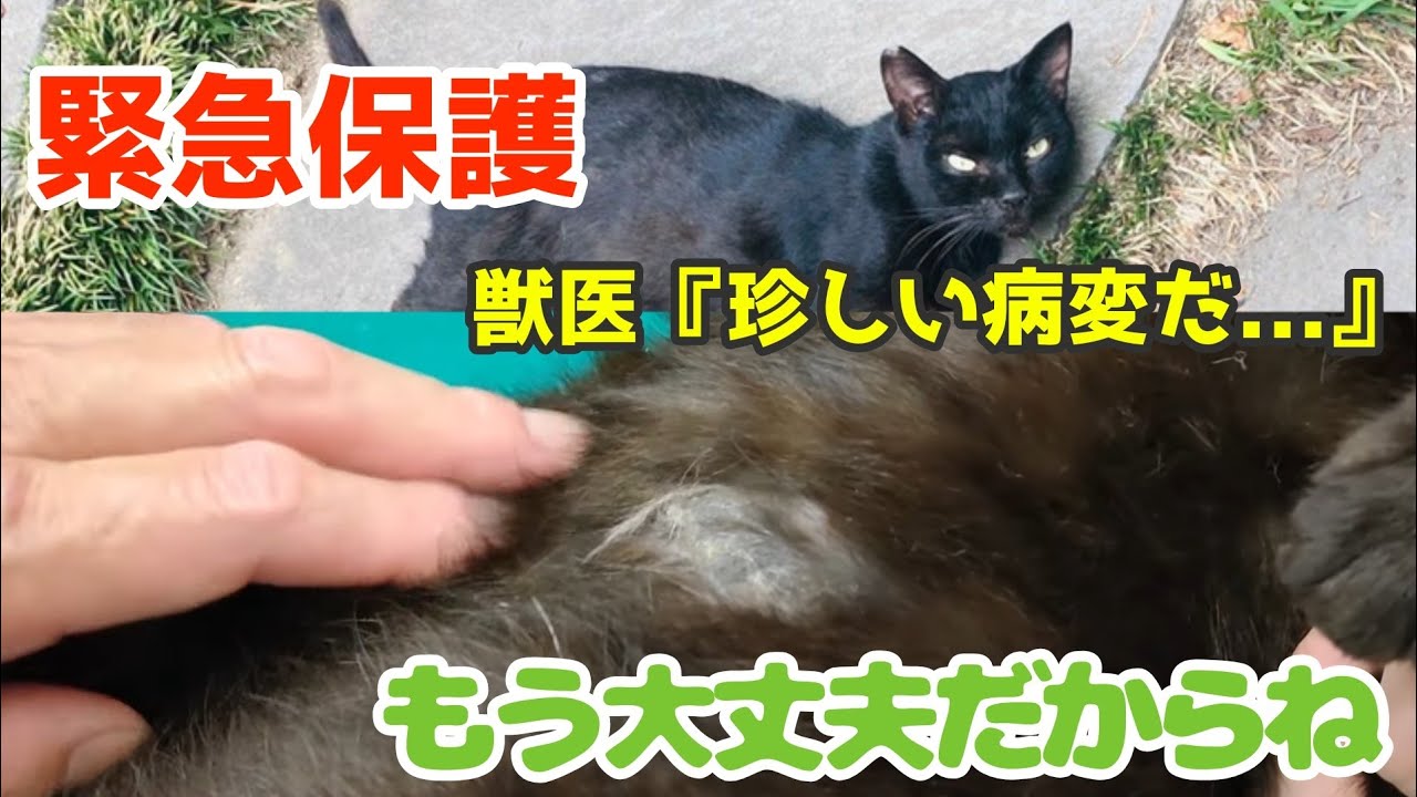 【保護経緯】くう①猫バラバラ死体地域からやってきた『くう』緊急保護