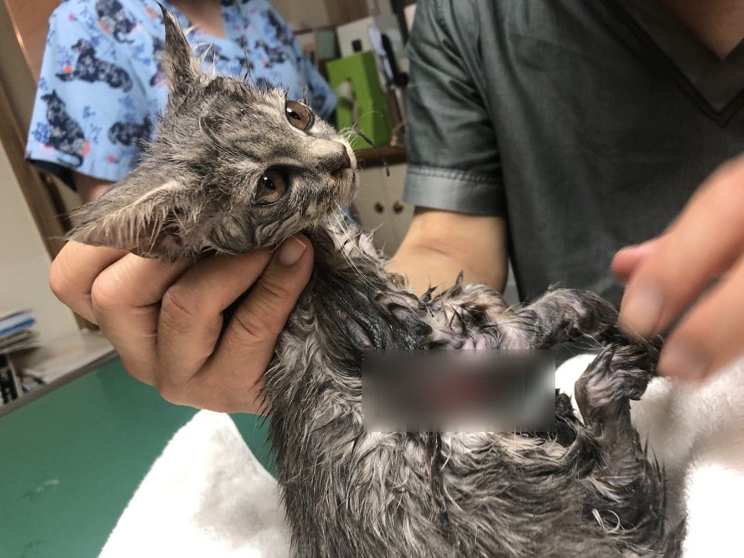 【保護経緯】子猫保護①粘着トラップに右腕がズル剝けで引っ掛かっていたようです