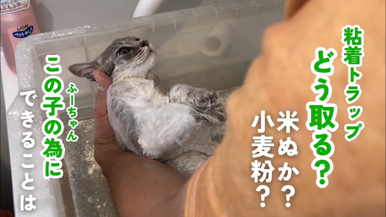 【その後】ふう②この子のためにできることは