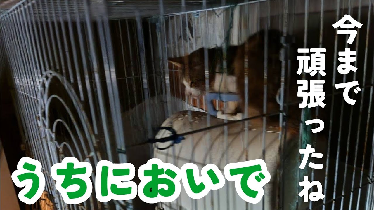 【保護経緯】りぼん①屋外のケージで３年。（所有権放棄）今まで頑張ったね