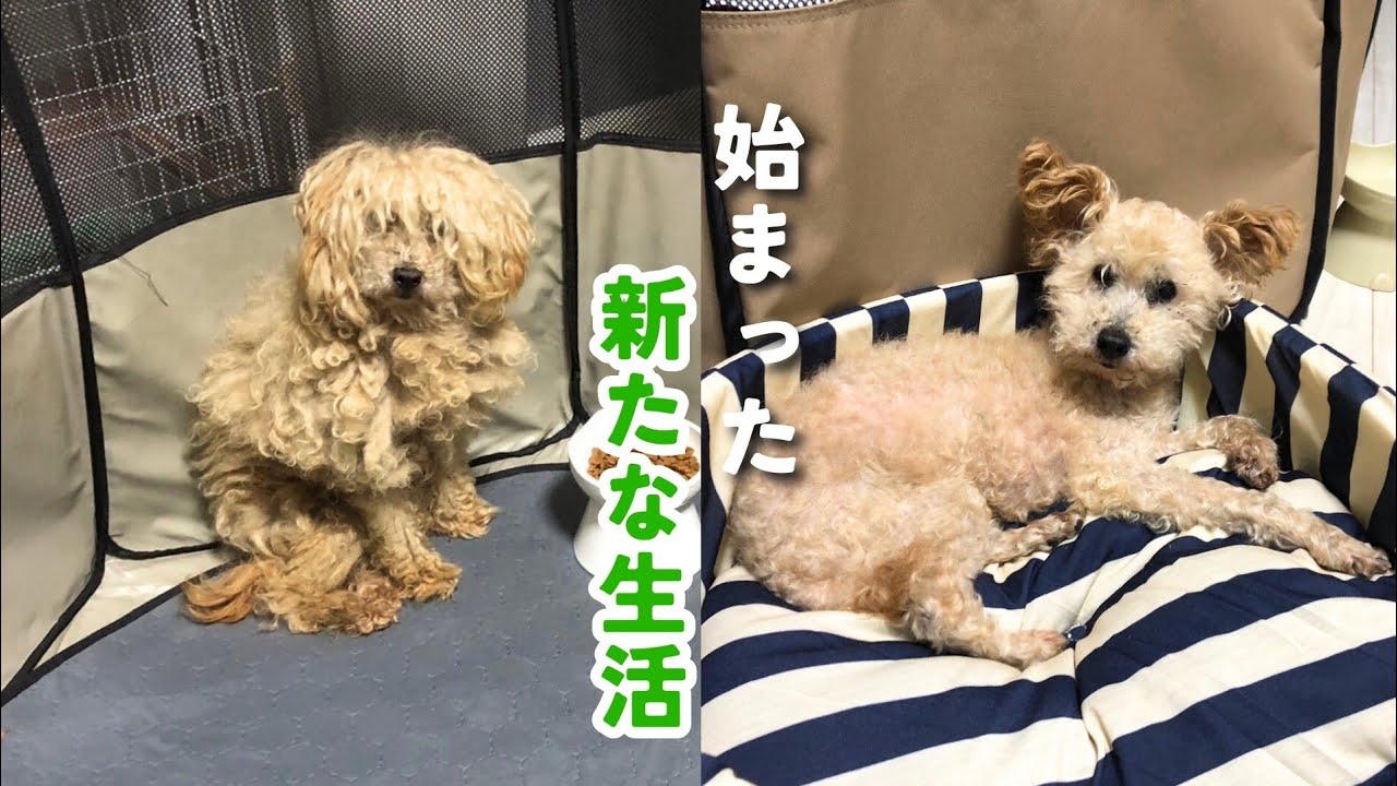 【その後】モモタ②”保護犬”ももた君の新たな生活～３か月までを動画にしました！