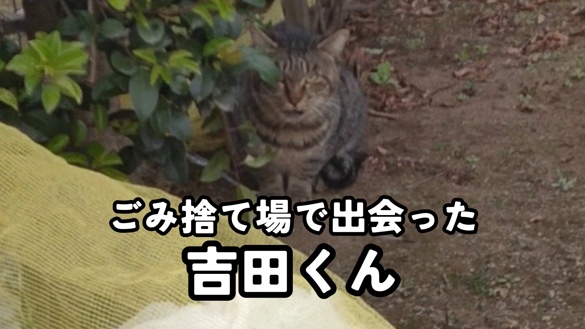 【保護経緯】吉田くん①熟慮した末、轢死のリスクが高い地域の為に保護決断
