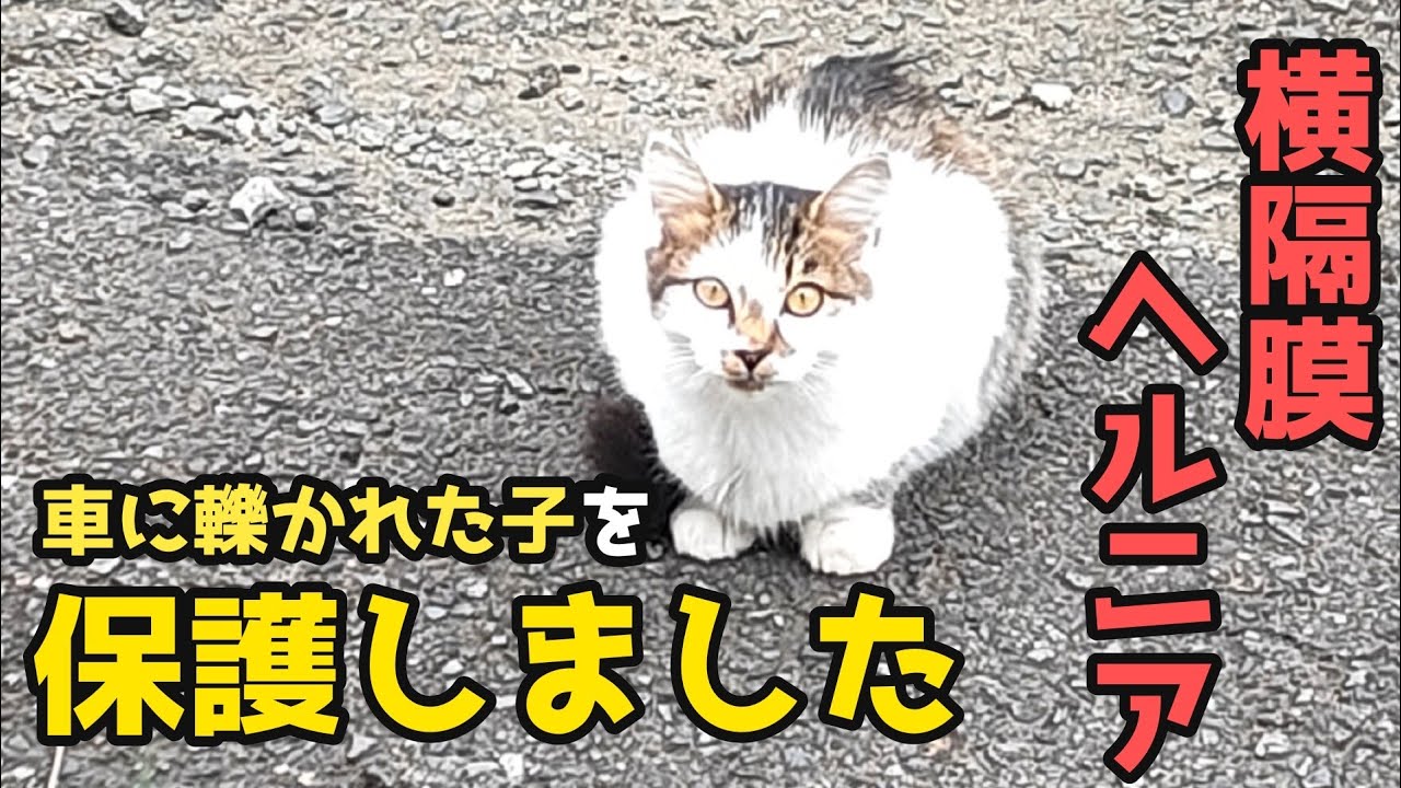 【保護経緯】姫衣、ゴミ捨て場のネットが体に絡まっていたため保護決断。後に横隔膜ヘルニアが発覚し緊急オペ