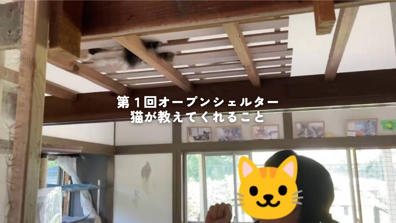 第１回オープンシェルター🐈猫が教えてくれること