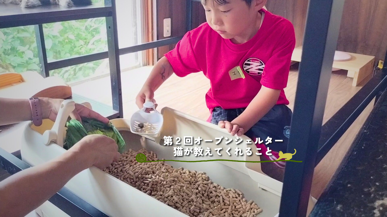 第２回オープンシェルター🐈第１回お世話体験